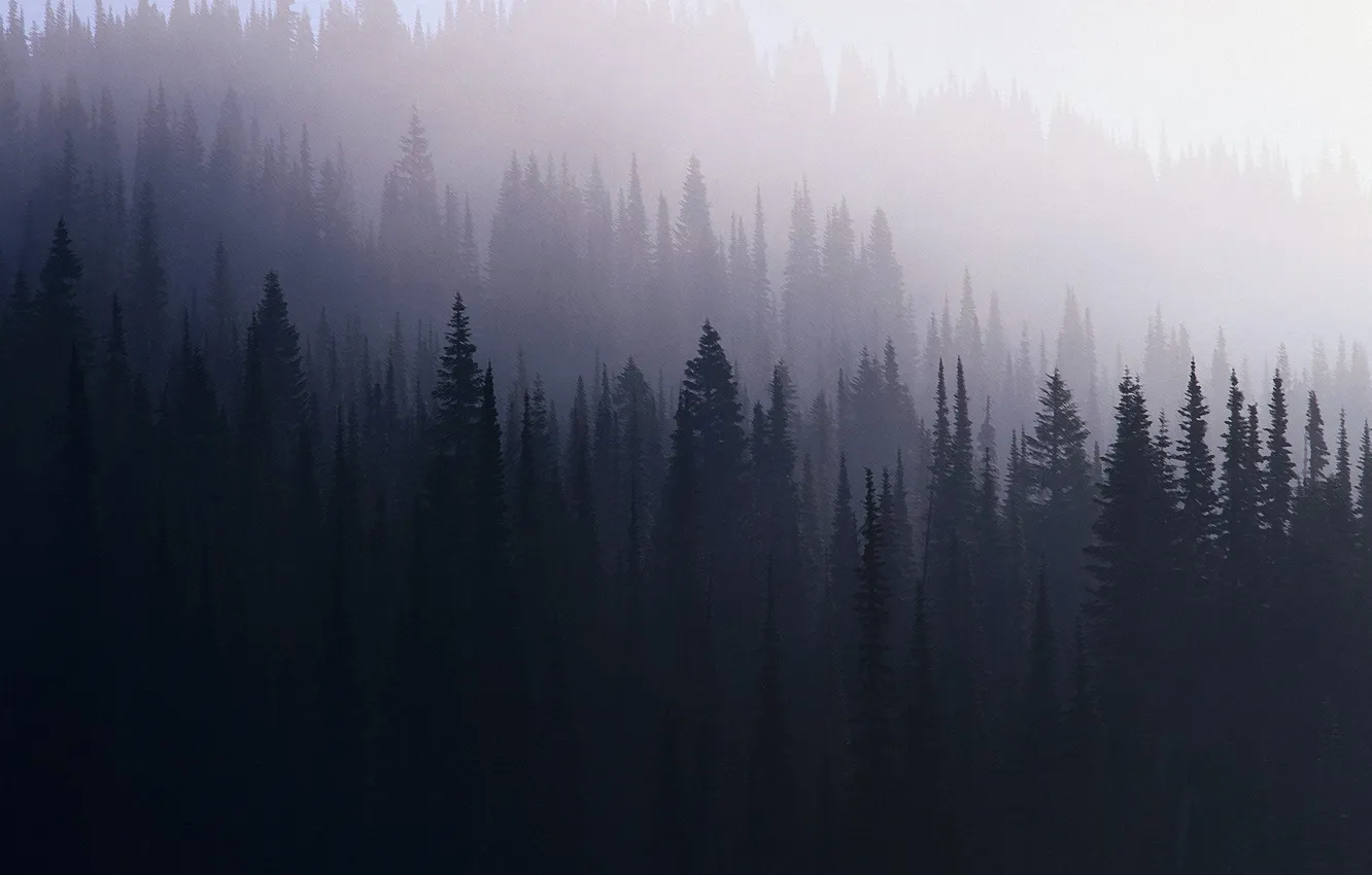 Photo wallpaper forest, fog, spruce