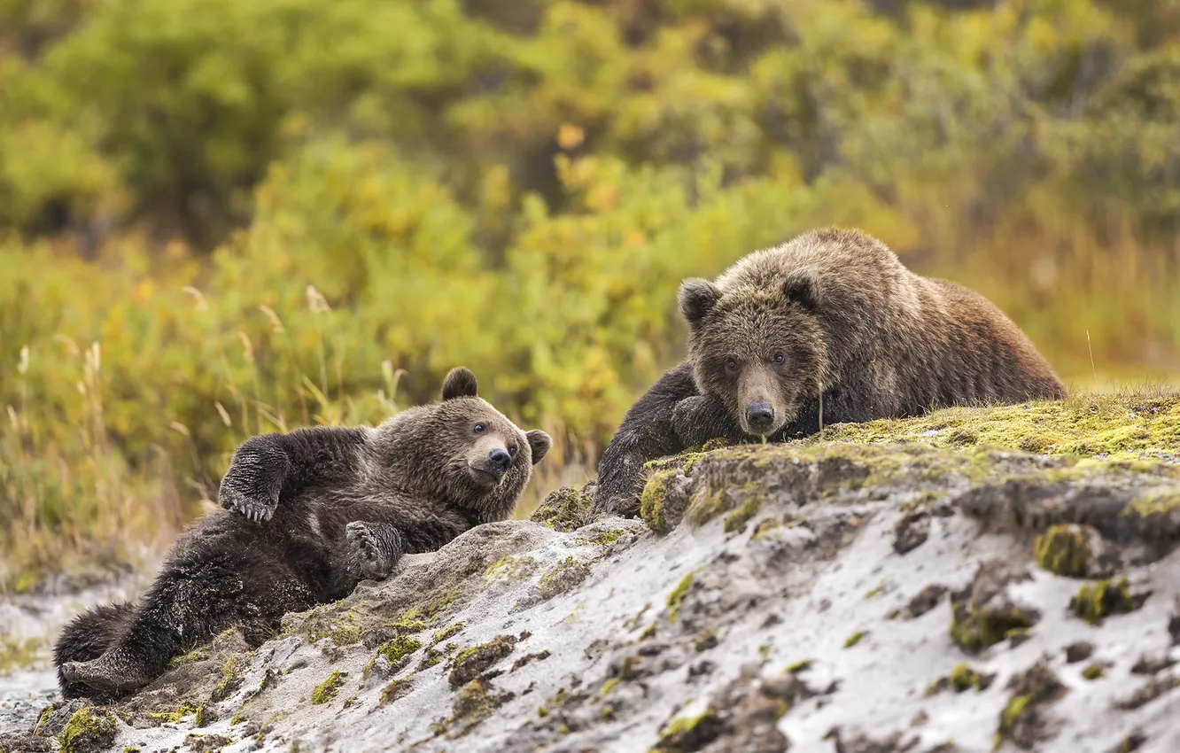 Photo wallpaper nature, background, bears