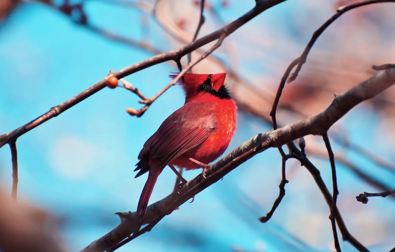 Photo wallpaper the sky, branches, bird, red cardinal, virgin cardinal, Cardinalis