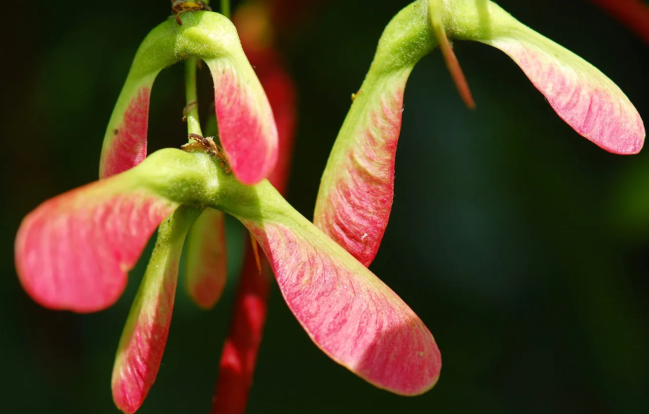 Photo wallpaper trees, nature, seeds, maple