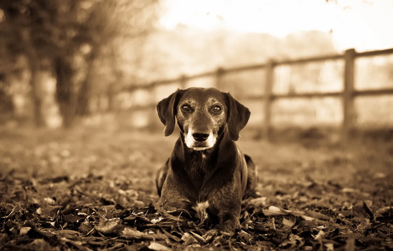 Photo wallpaper look, each, dog