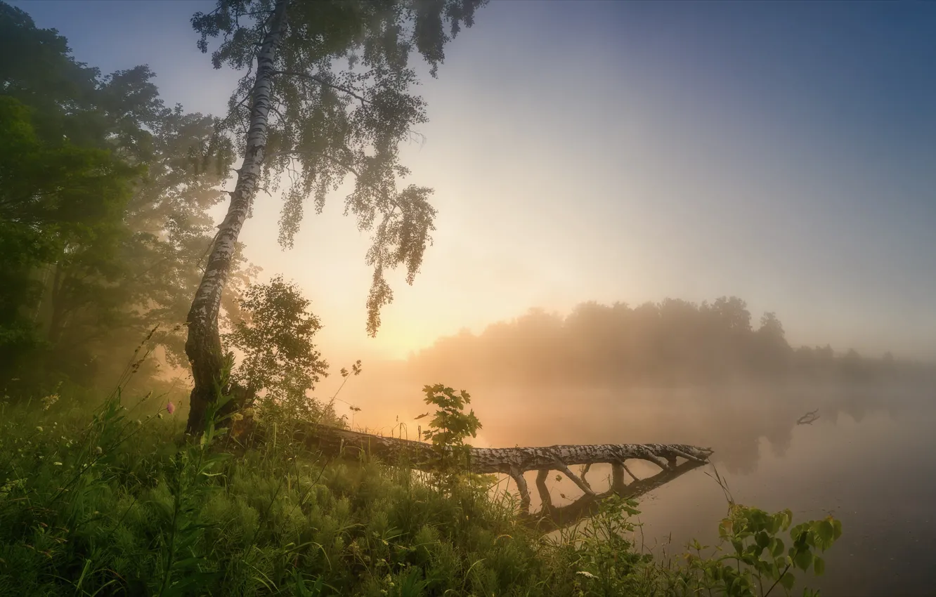Photo wallpaper fog, river, morning, birch
