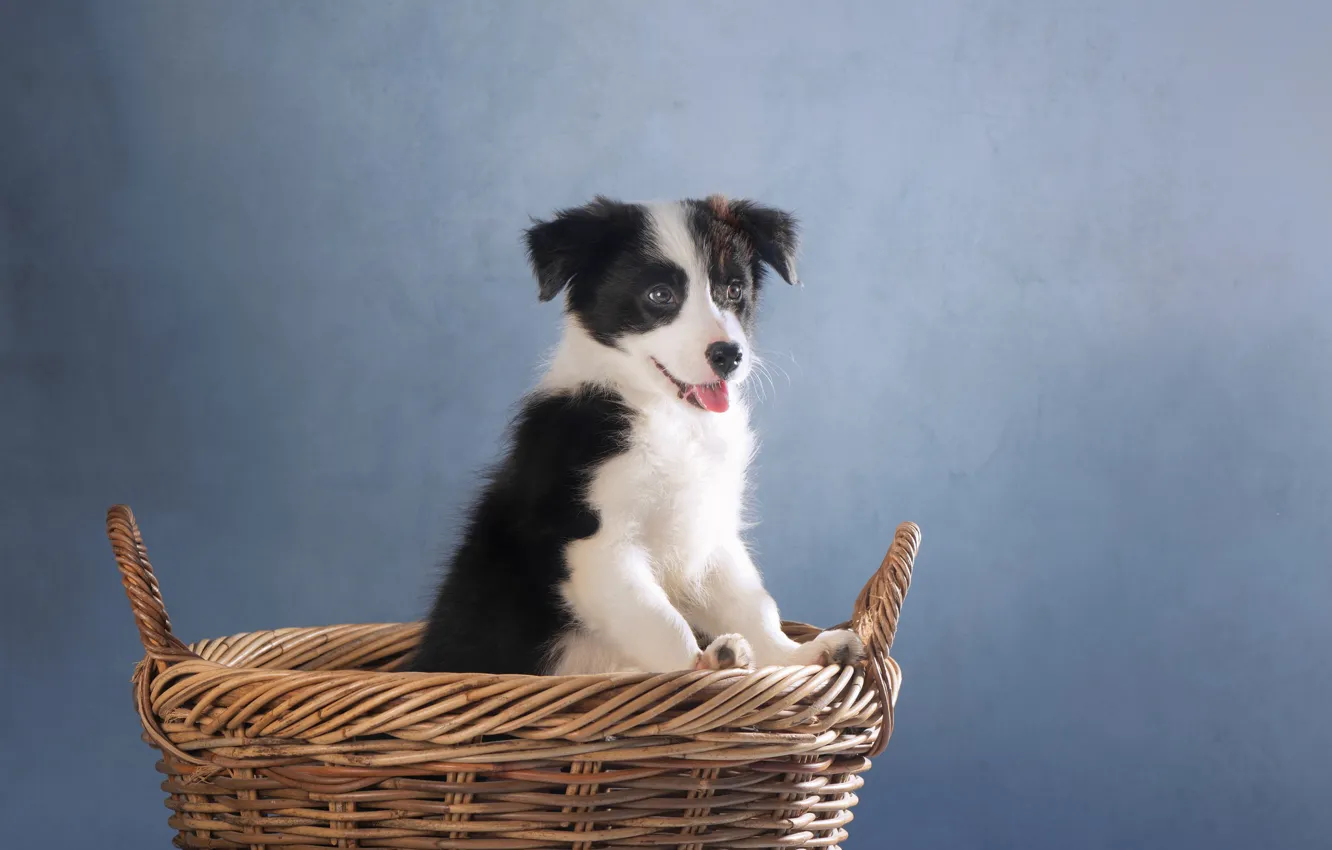Photo wallpaper background, basket, dog, puppy, The border collie