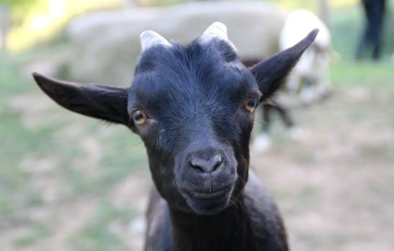 Photo wallpaper black, eared, goat