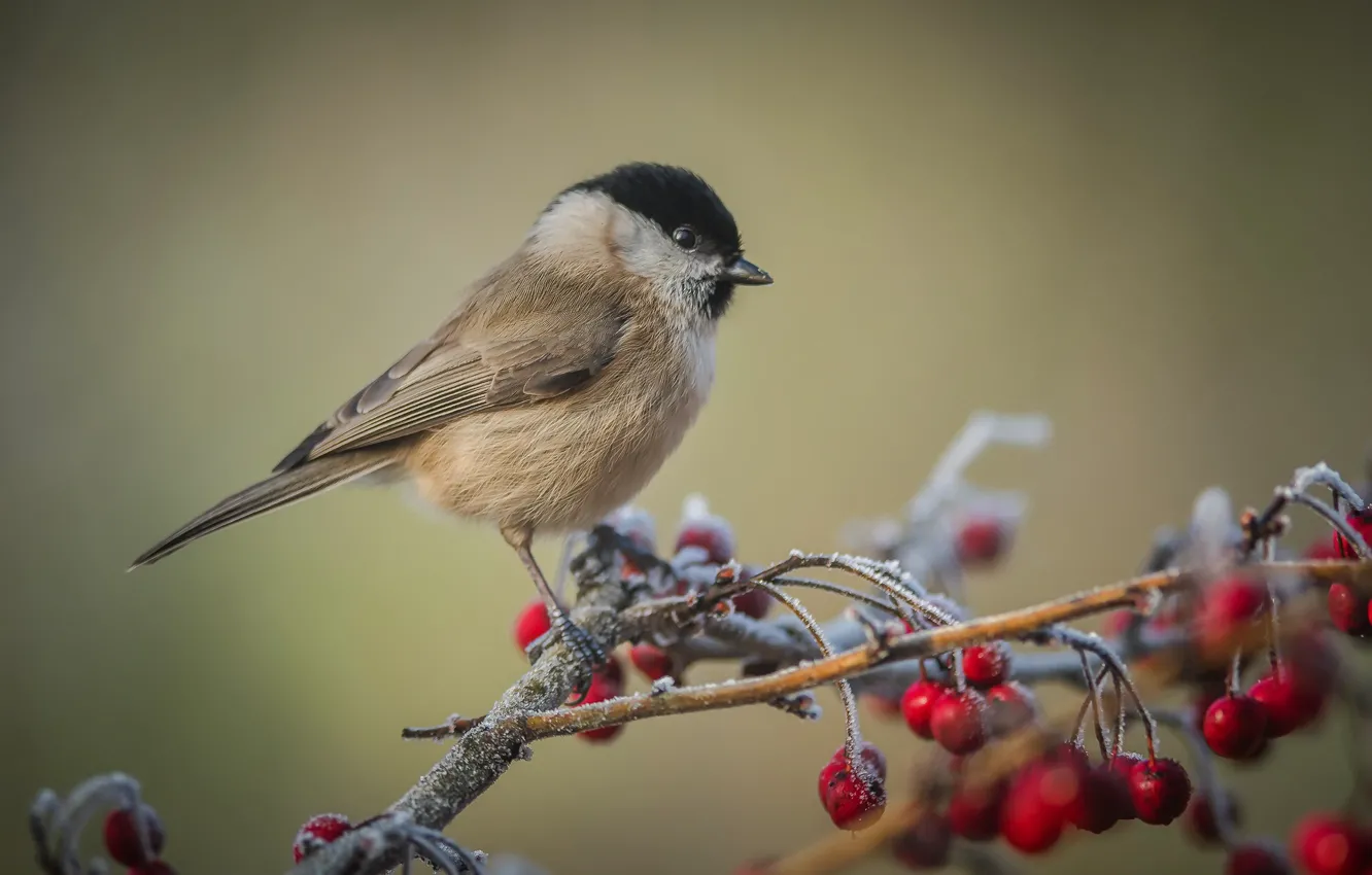 Photo wallpaper berries, bird, Black-headed tit