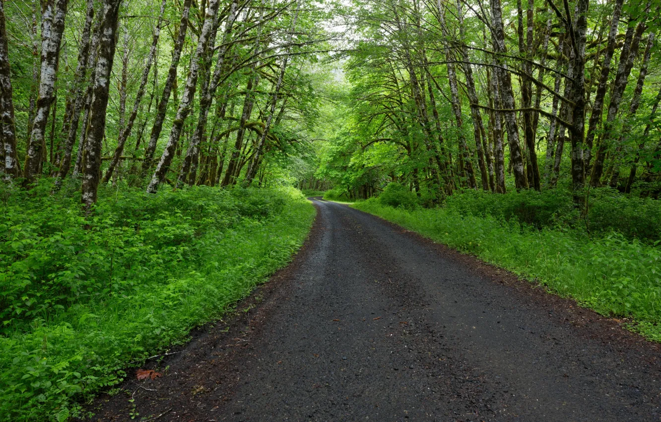 Photo wallpaper forest, road, trees, nature, spring, birch, foliage