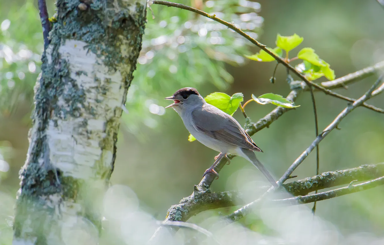 Photo wallpaper nature, bird, spring, photohunt