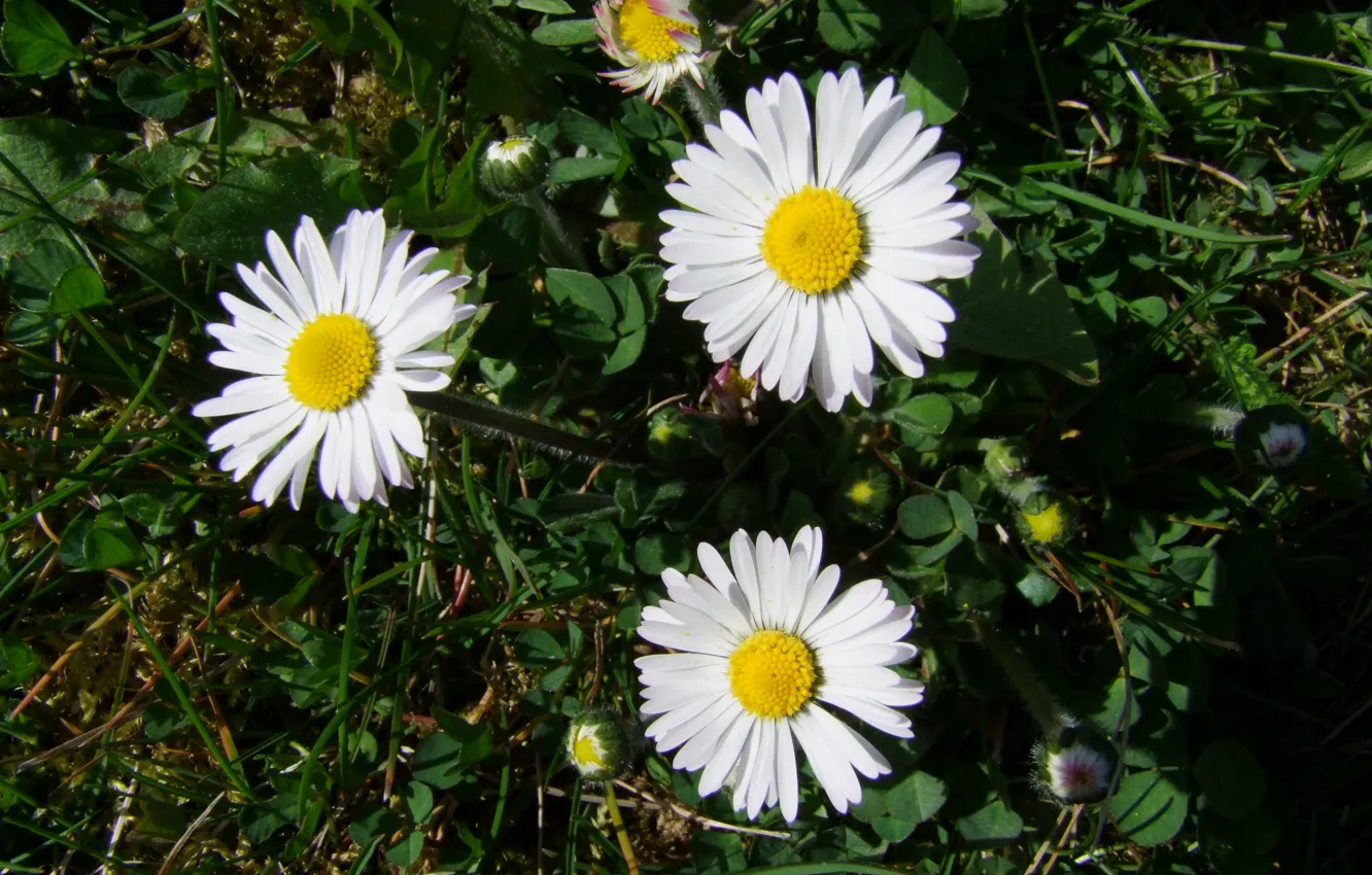 Photo wallpaper Flower, Daisywheeler, Daisies