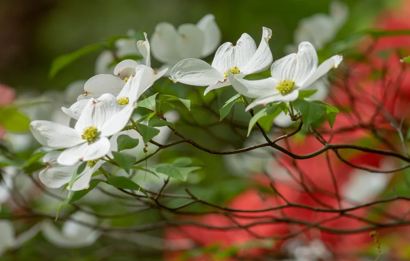Photo wallpaper flowers, branches, Bush, blur, spring, white, flowering, bokeh