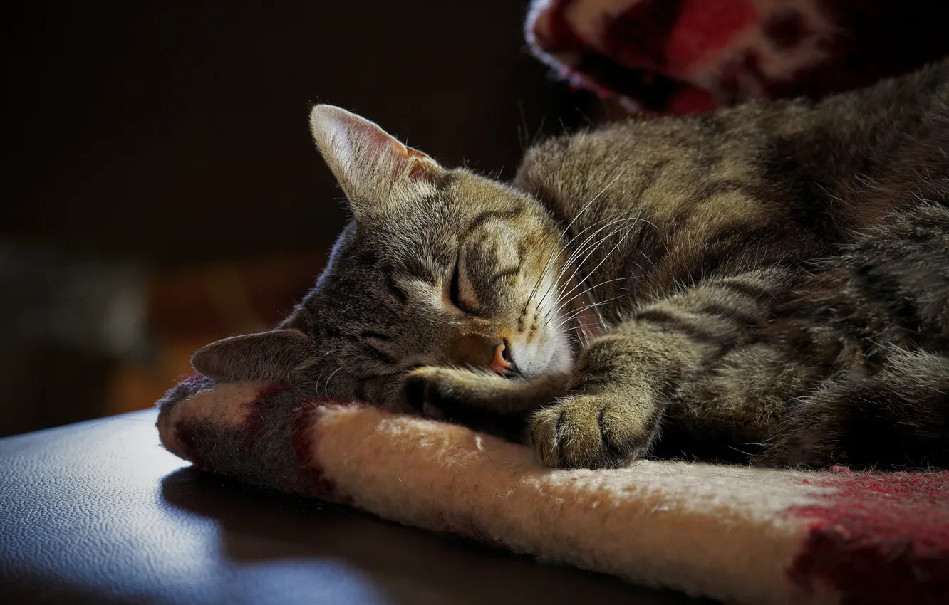 Photo wallpaper cat, cat, grey, stay, sleep