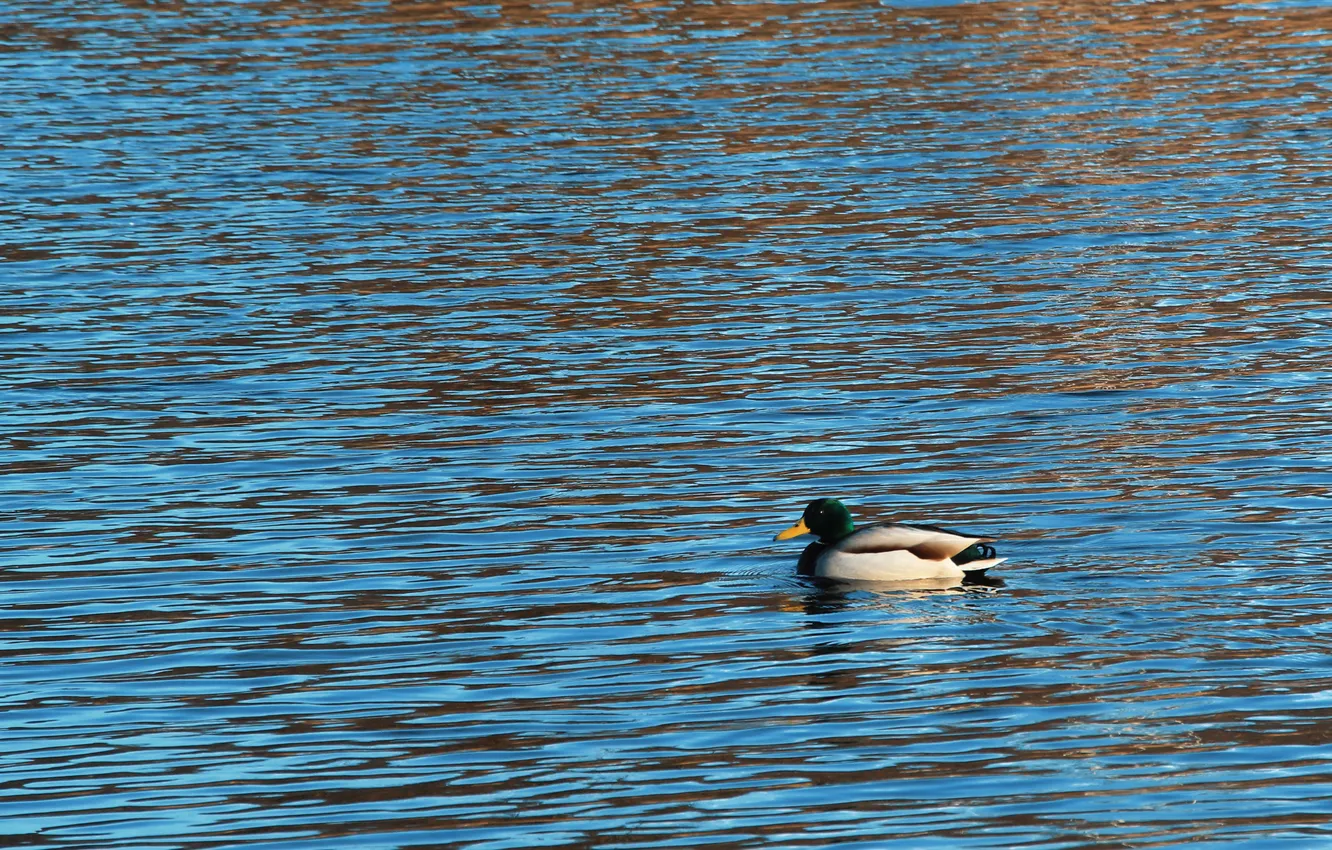 Photo wallpaper water, lake, pond, dukes