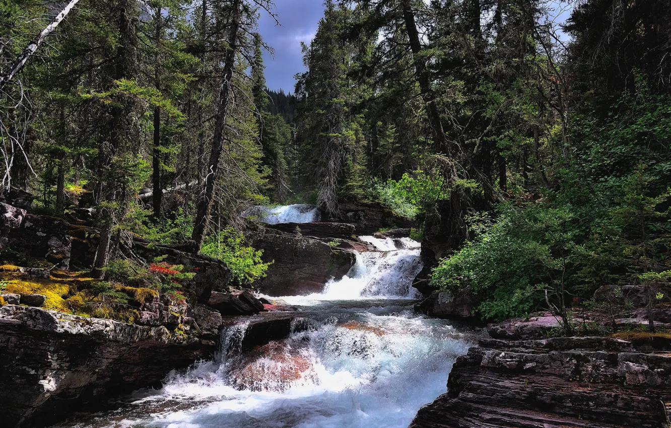 Photo wallpaper forest, trees, mountains, river, stream