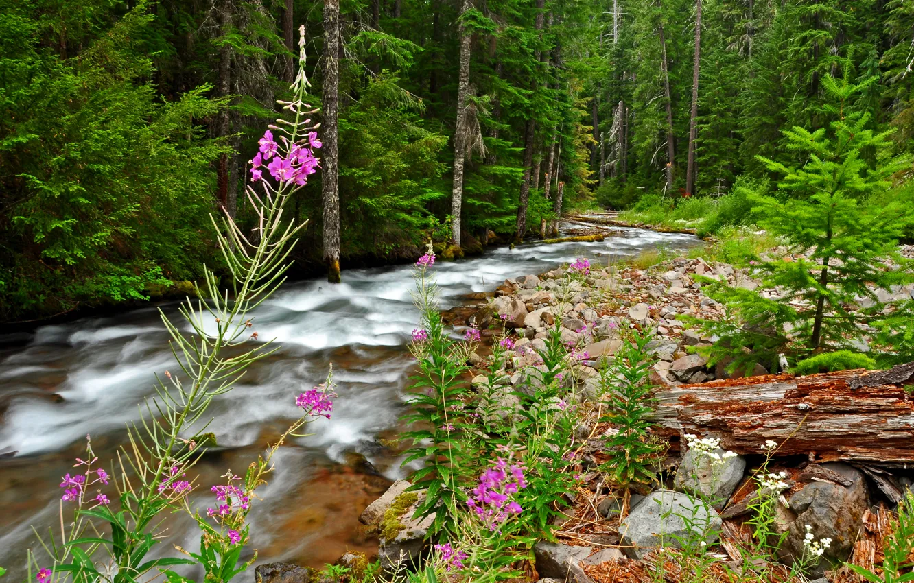 Photo wallpaper forest, grass, trees, flowers, river, stream