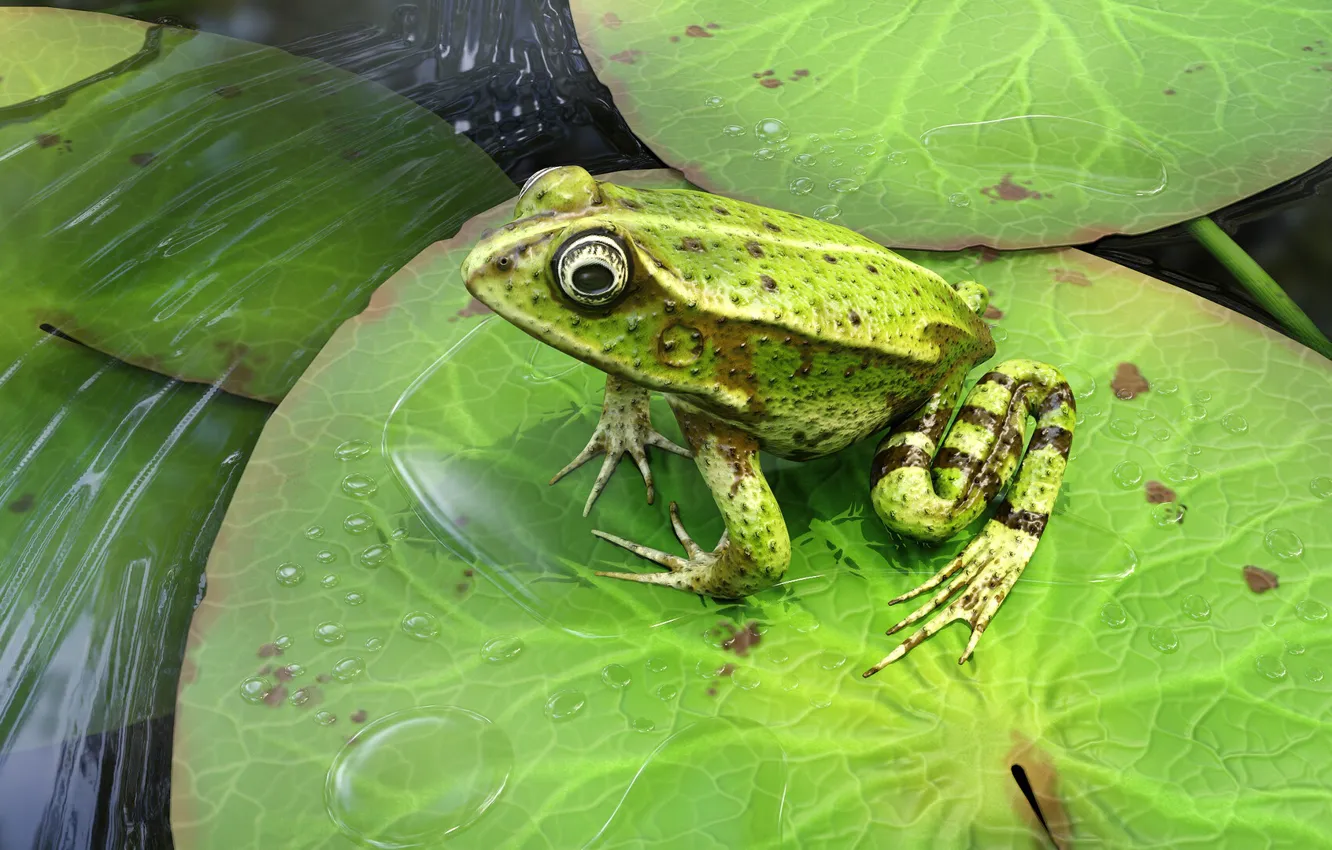 Photo wallpaper nature, frog, The French Dream