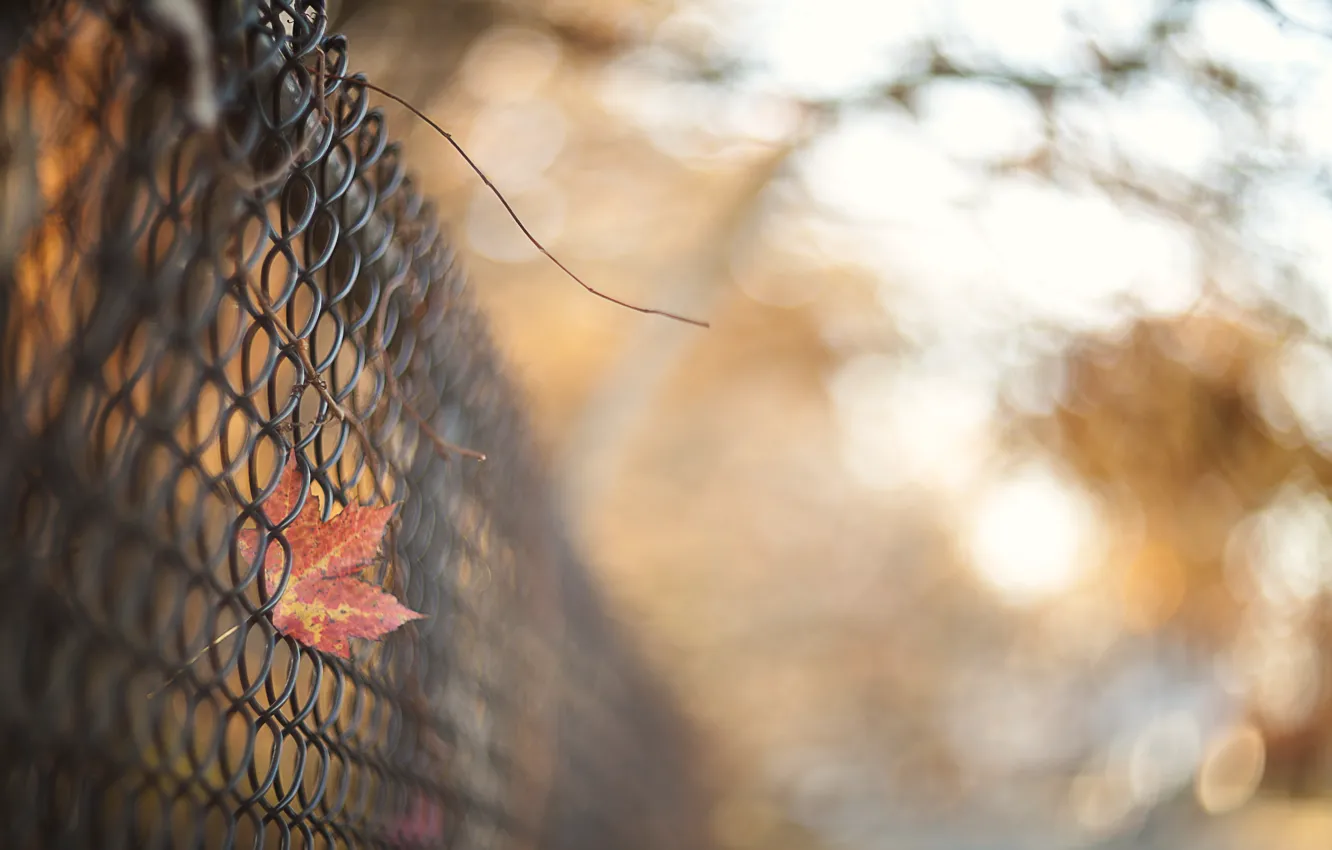 Photo wallpaper autumn, leaves, the fence
