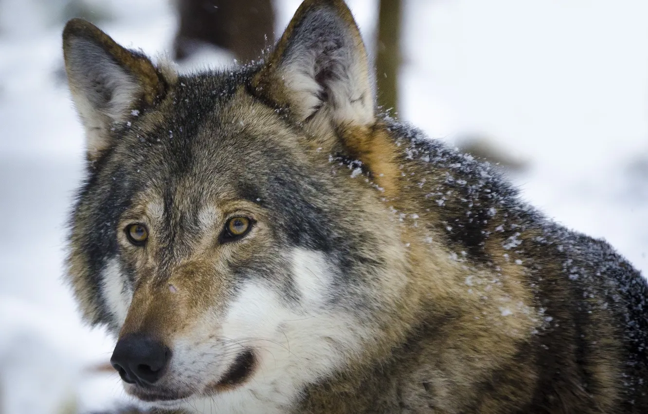 Photo wallpaper Predator, nature, snow, face, animal, wolf, canis lupus, wildlife