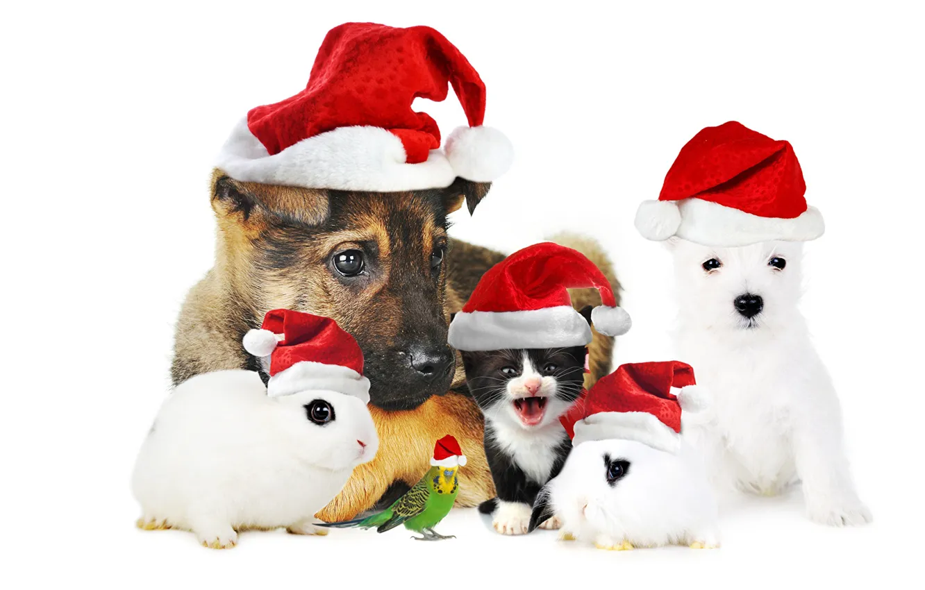 Photo wallpaper dog, background, rabbit, parrot, cat, new year