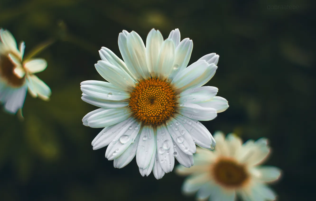 Photo wallpaper summer, drops, flowers, rain, chamomile, dobraatebe