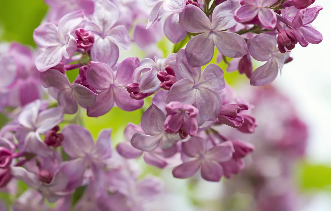 Photo wallpaper macro, spring, lilac