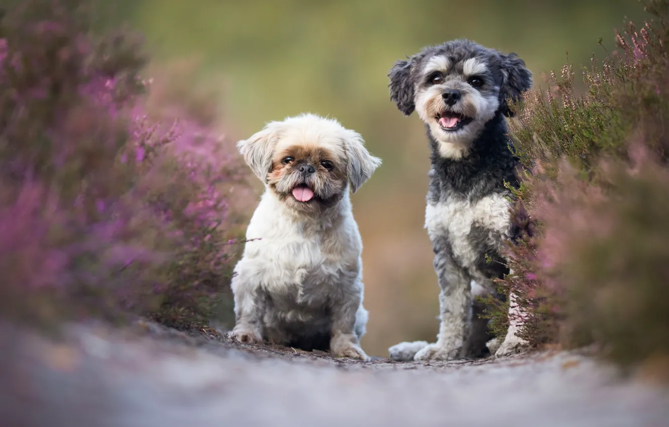 Photo wallpaper dogs, flowers, pair, a couple, Duo, friends, Heather