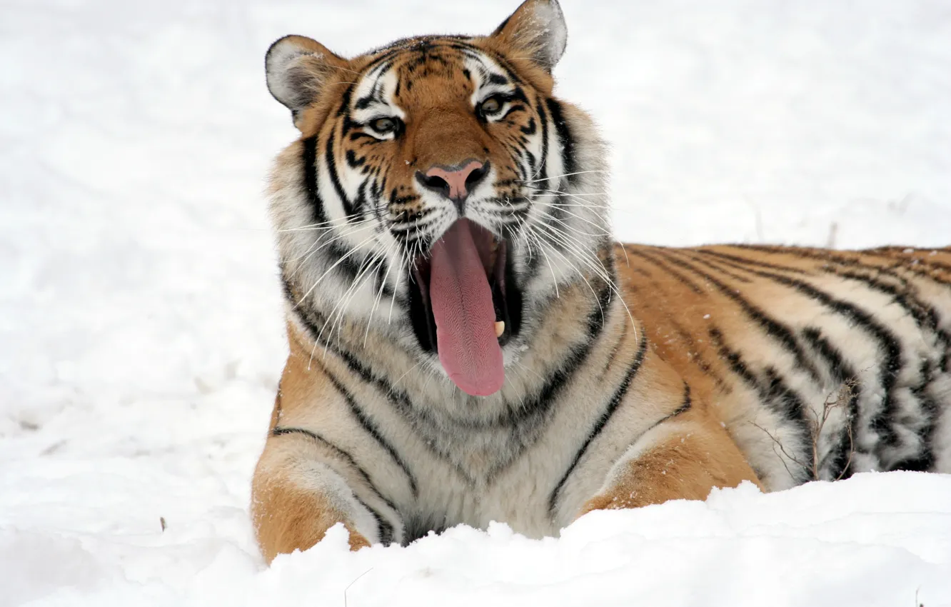 Photo wallpaper language, cat, snow, tiger, yawns, Amur