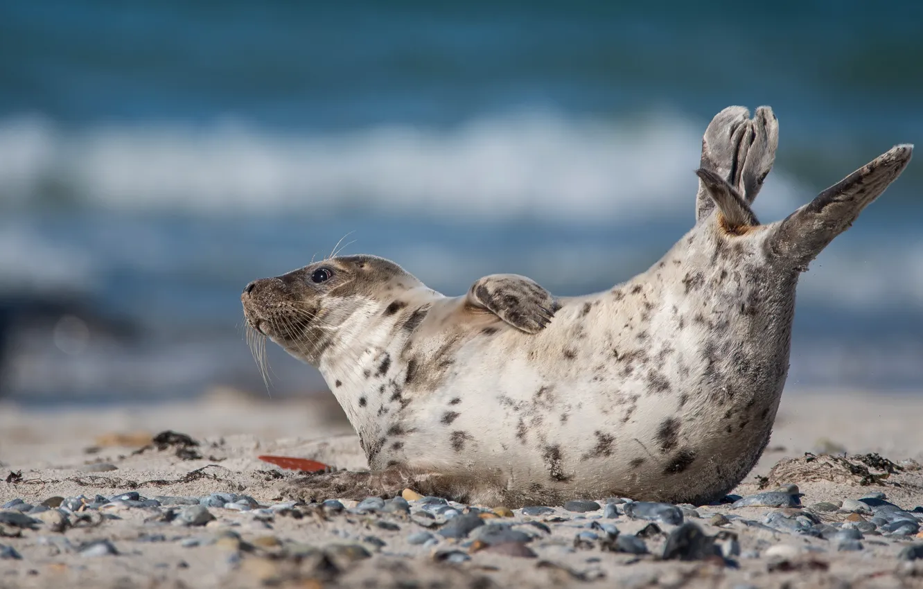 Photo wallpaper sea, look, pose, pebbles, stones, shore, seal, lies