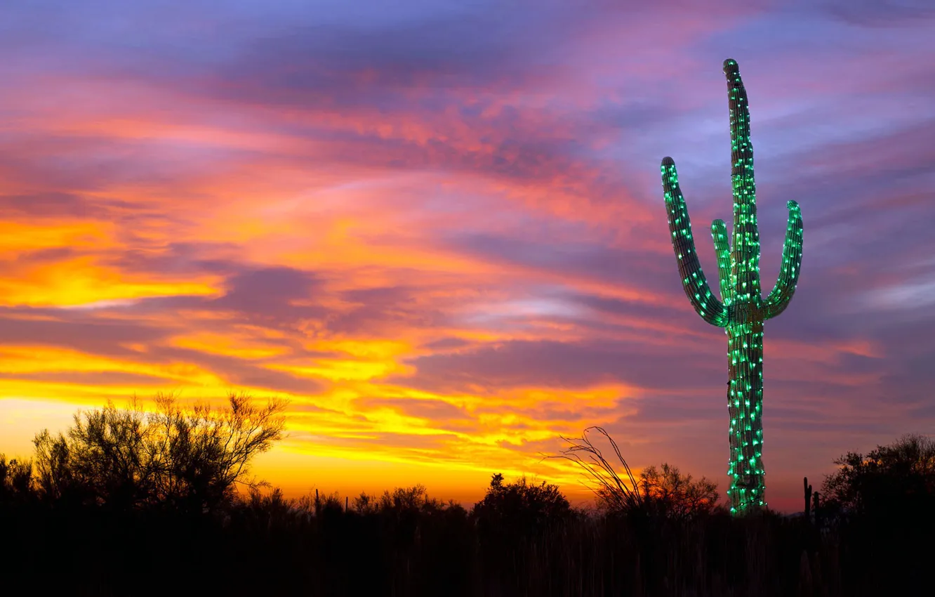 Photo wallpaper lights, cactus, Christmas, AZ, USA, garland, saguaro