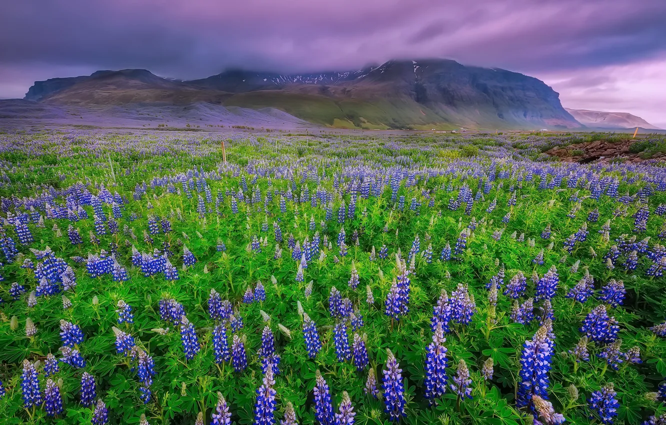 Photo wallpaper flowers, clouds, mountain