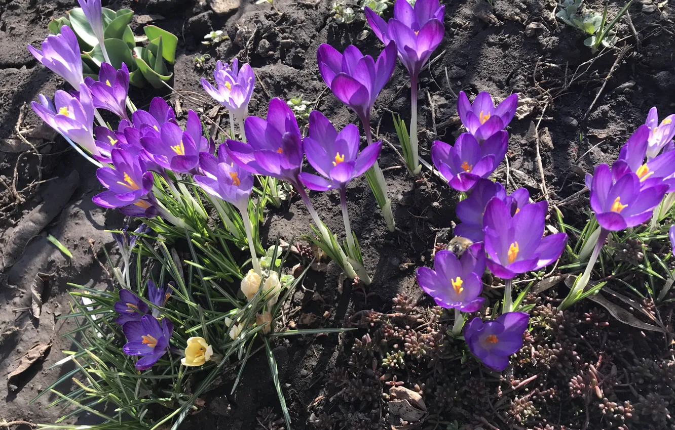 Photo wallpaper Flowers, Nature, Spring, Purple, Crocuses