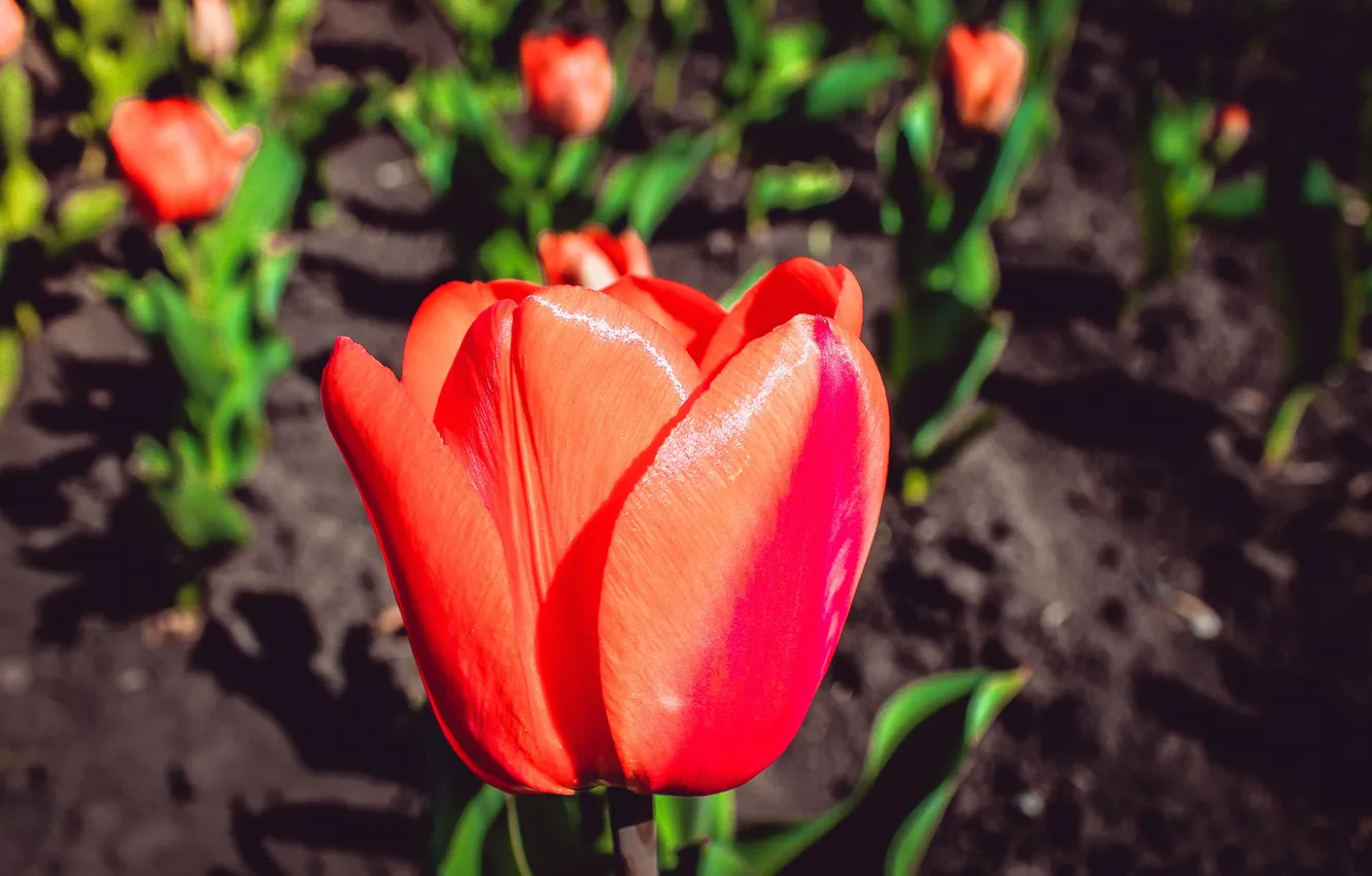 Photo wallpaper flowers, tulips, May 9
