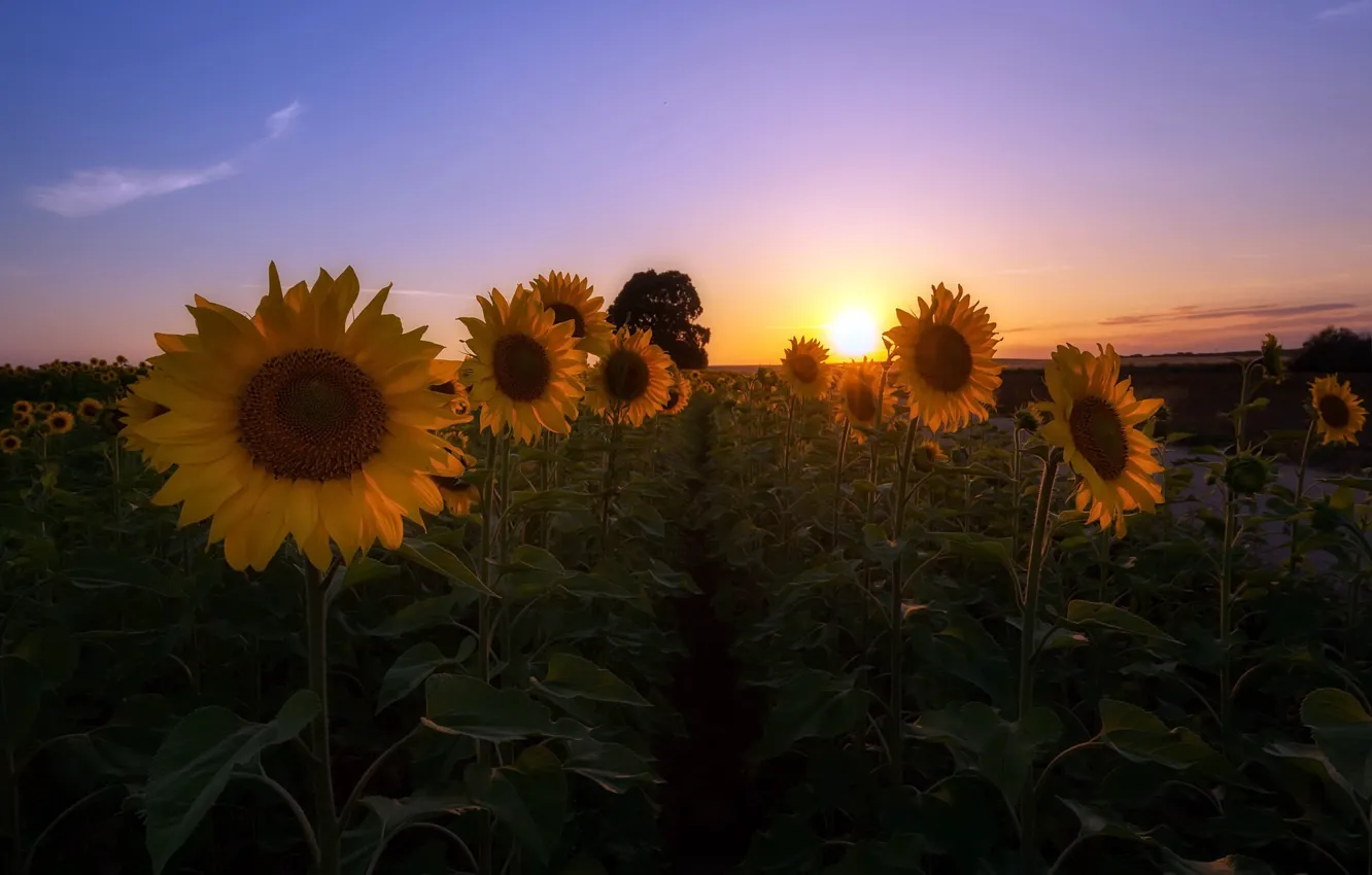 Photo wallpaper field, sunflowers, morning