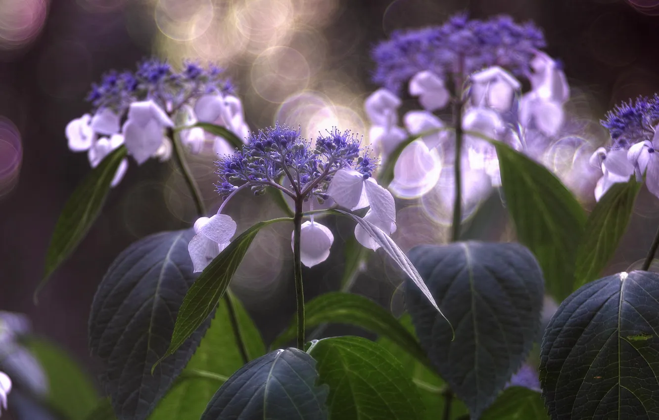 Photo wallpaper macro, flowers, plant, bokeh