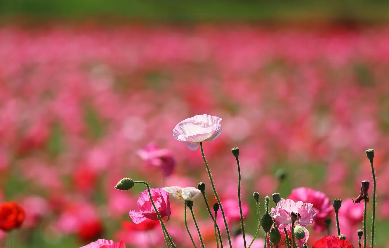 Photo wallpaper field, Maki, petals, meadow