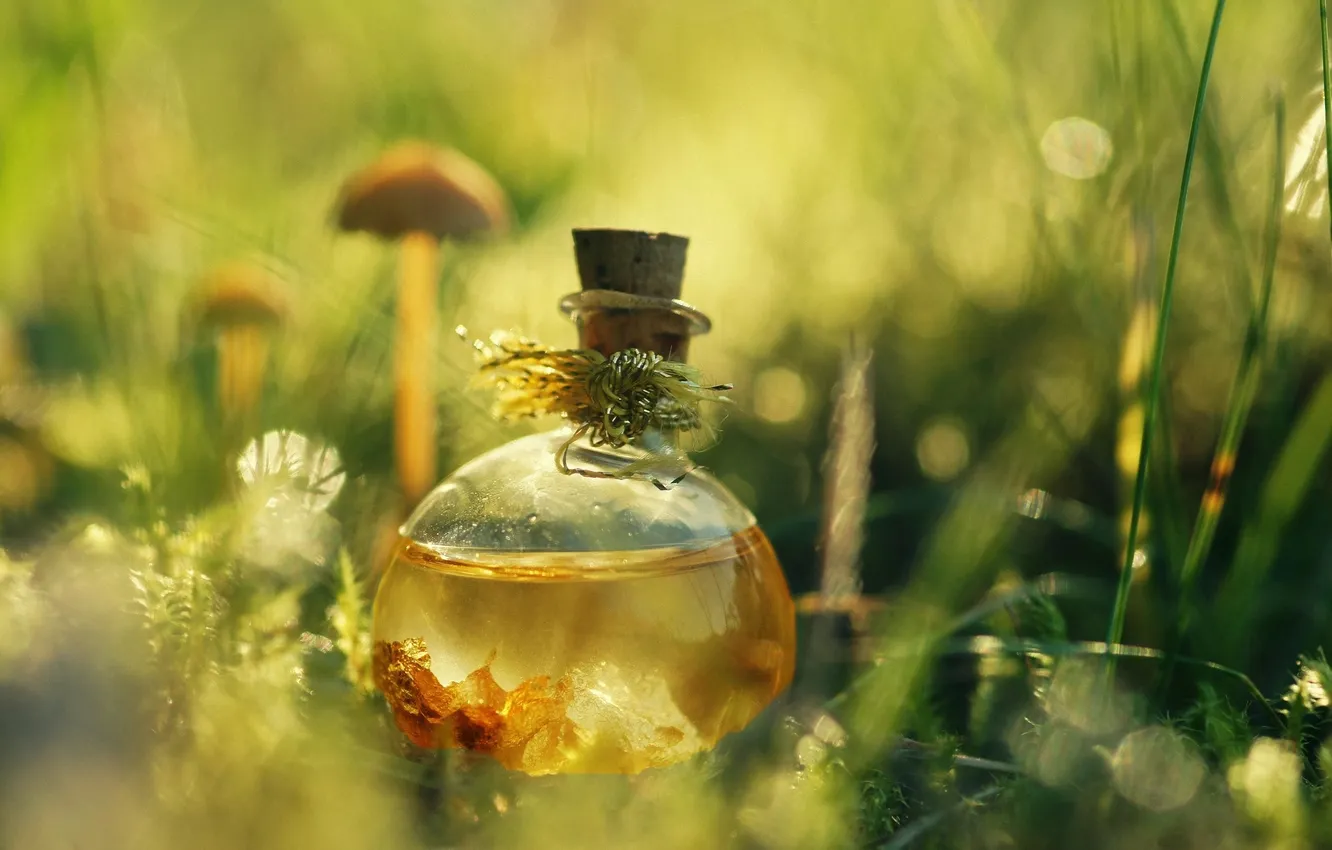 Photo wallpaper grass, reflection, vessel, potion