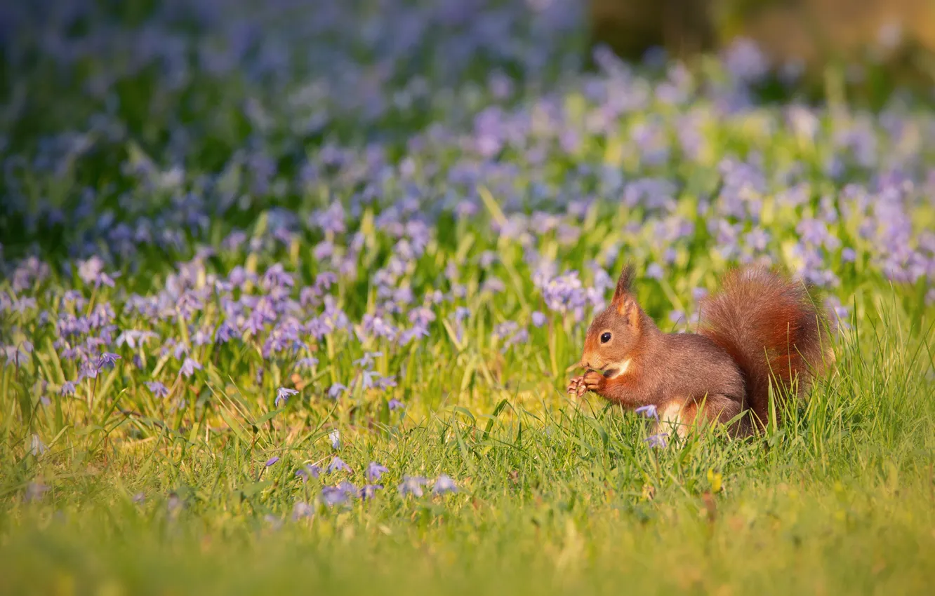 Photo wallpaper flowers, nature, glade, spring, protein