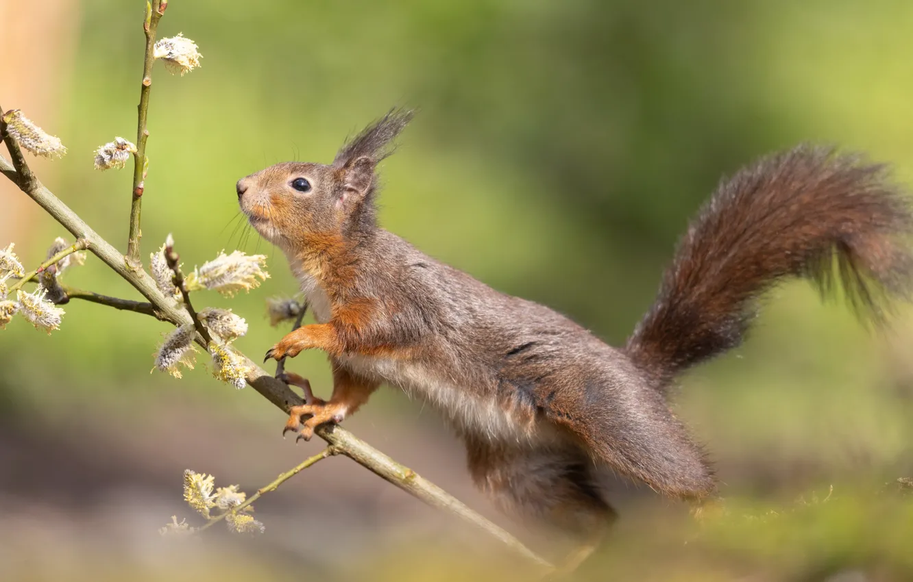Photo wallpaper branches, protein, tail, red
