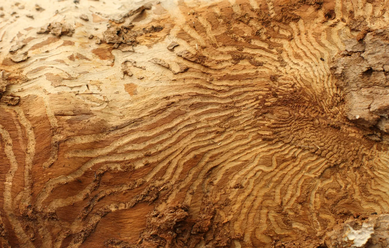 Photo wallpaper bark, birch, birch, bark, moves