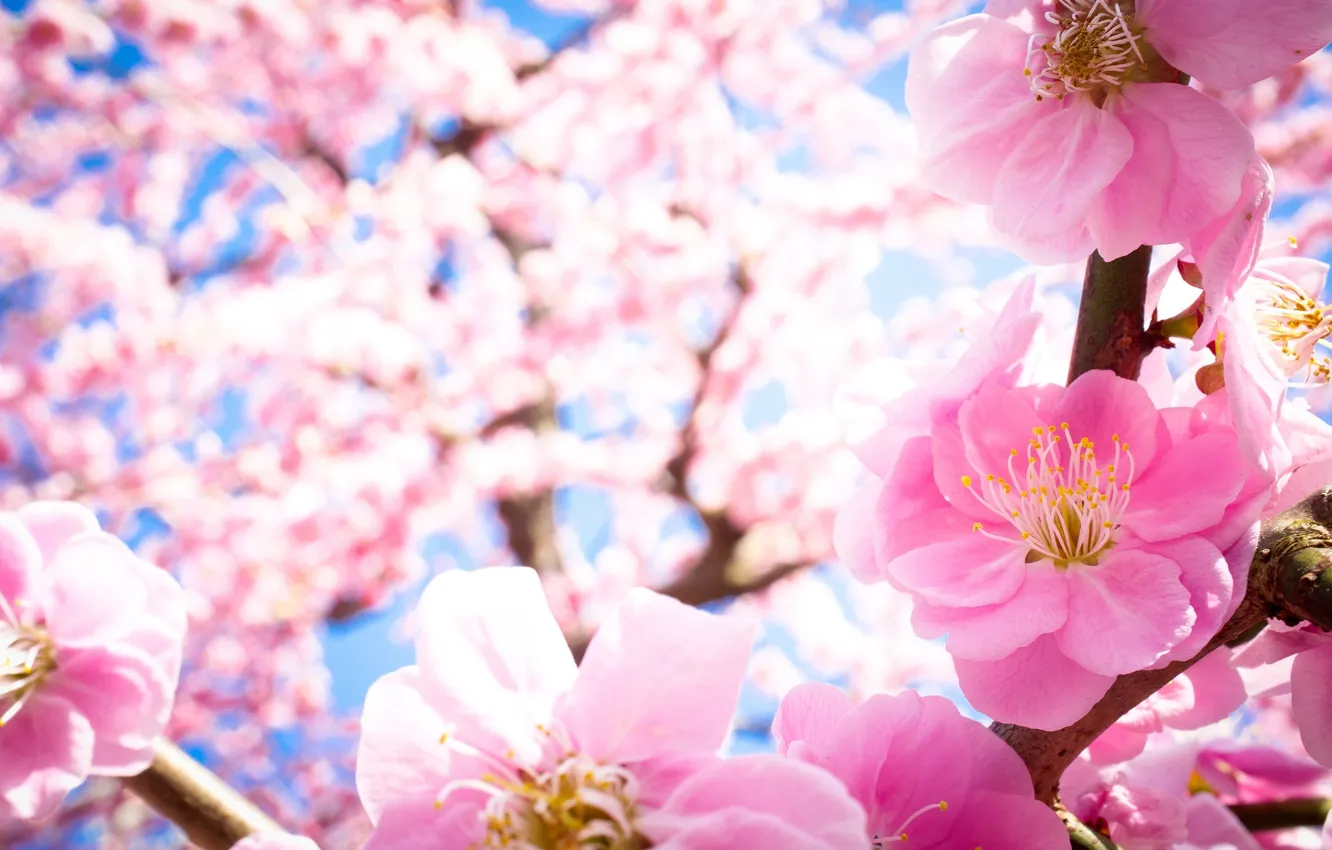 Photo wallpaper macro, trees, flowers, branches, nature, spring, petals, pink