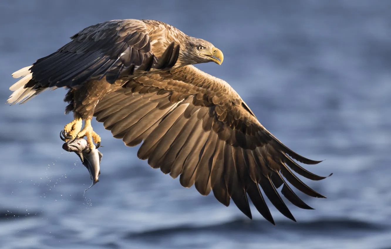 Photo wallpaper Eagle, lake, fish