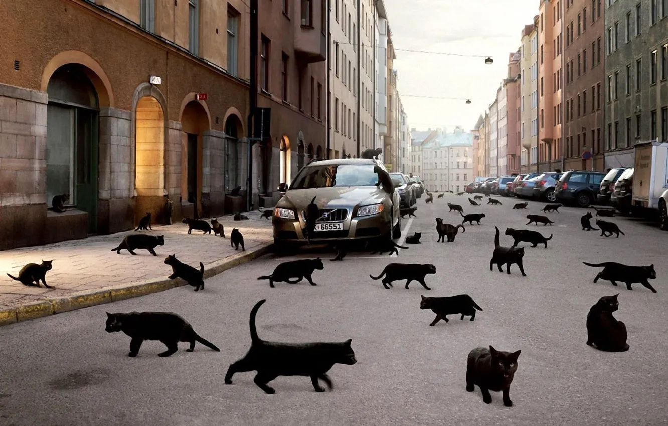 Photo wallpaper machine, cats, the city, black