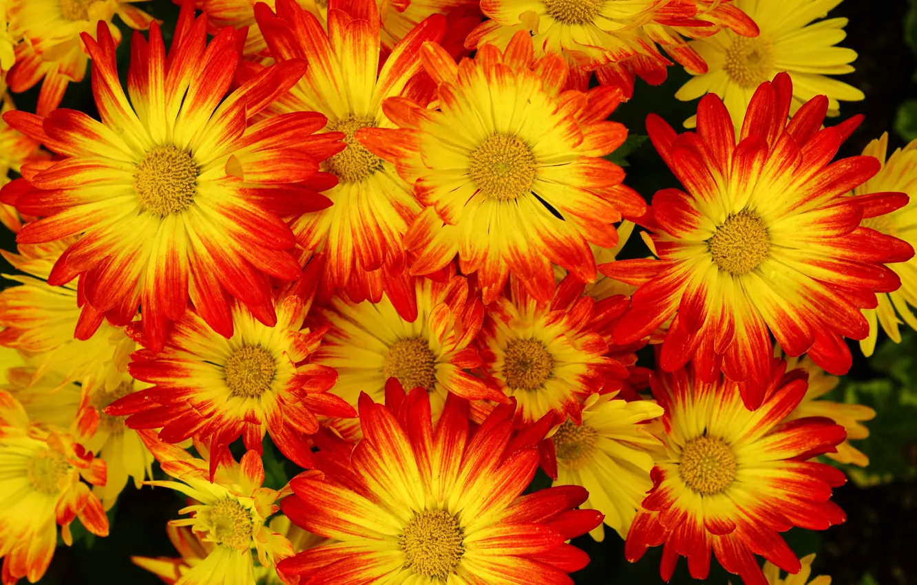 Photo wallpaper background, chrysanthemum, a lot, closeup, yellow-red