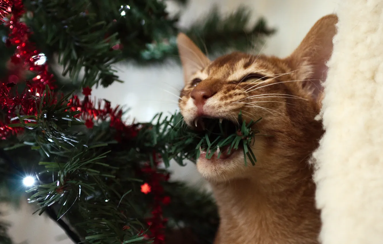 Photo wallpaper cat, cat, tree, new year, fur, garland, nibbles