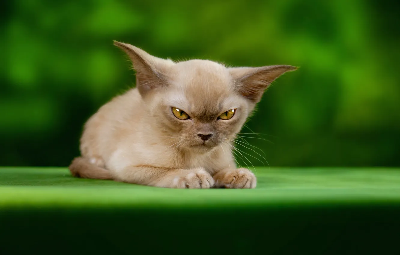 Photo wallpaper cat, look, pose, kitty, face, Gremlins, Oriental, Oriental cat