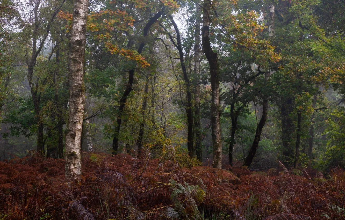 Photo wallpaper forest, trees, nature, ferns, UK, Great Britain, Savernake Forest, Christina Marsh