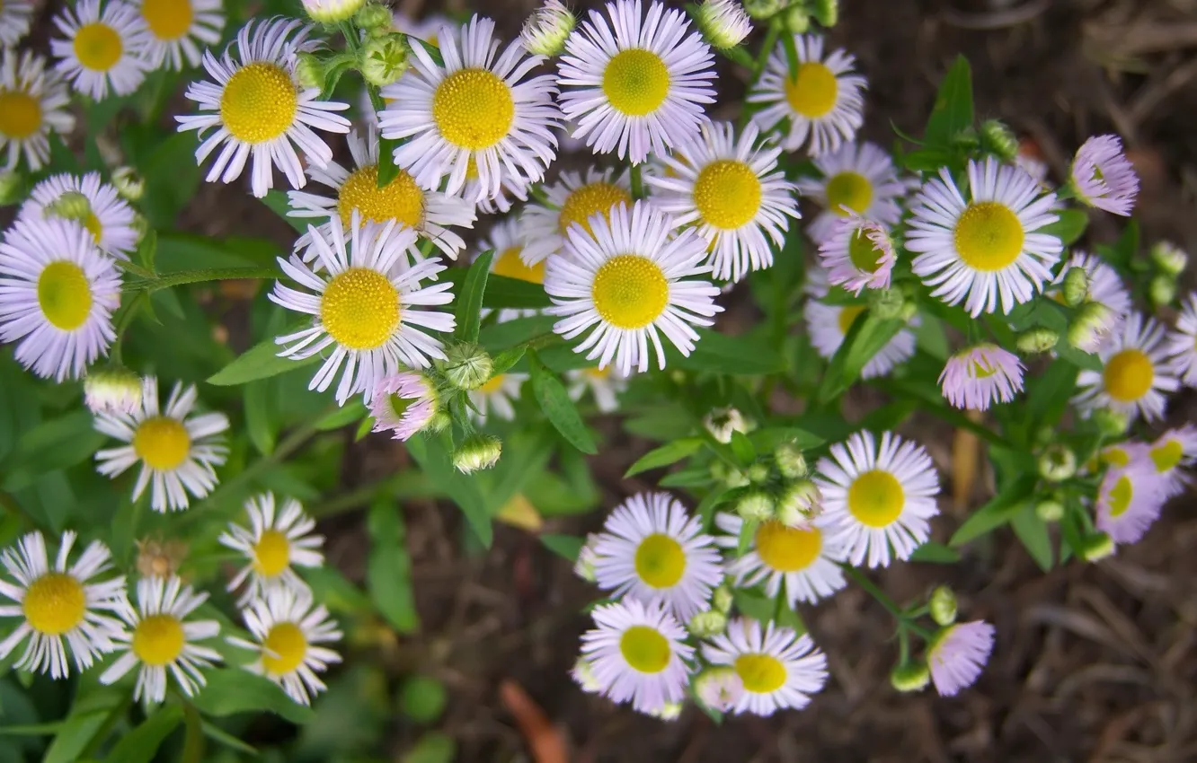 Photo wallpaper Daisy, Meduzanol ©, summer 2010