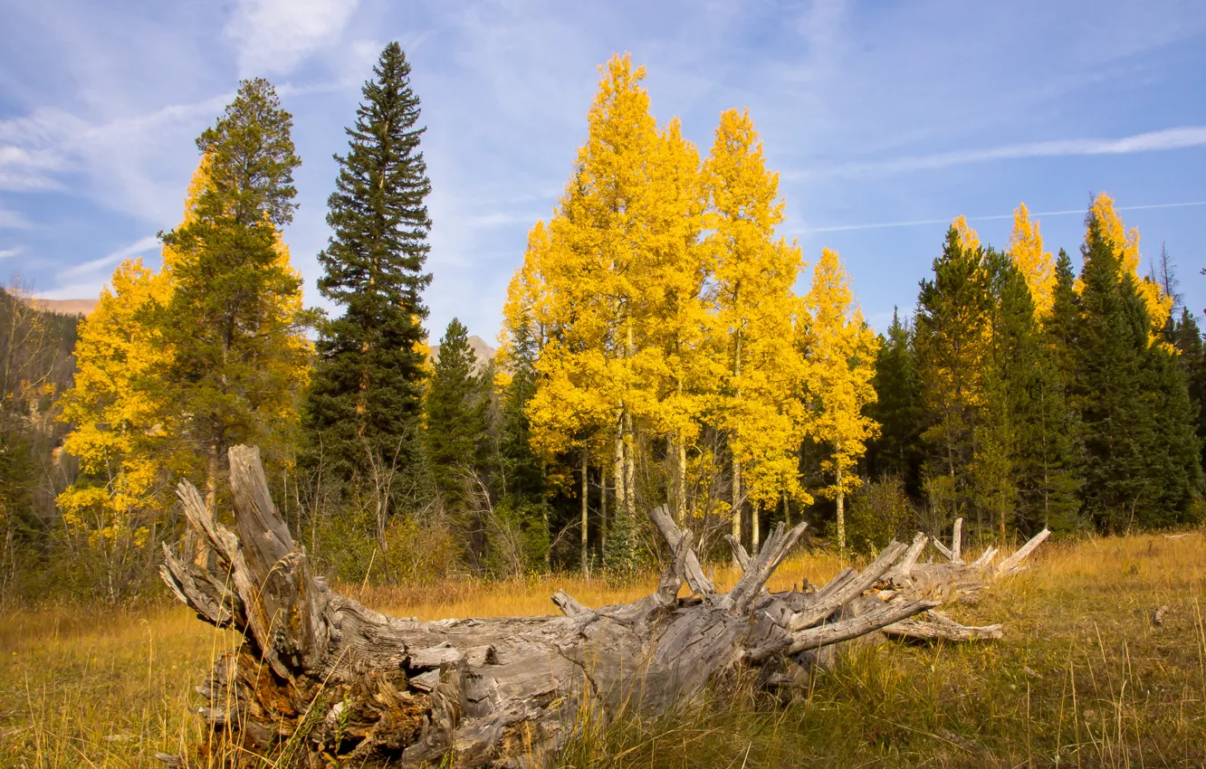 Photo wallpaper field, autumn, forest, the sky, snag