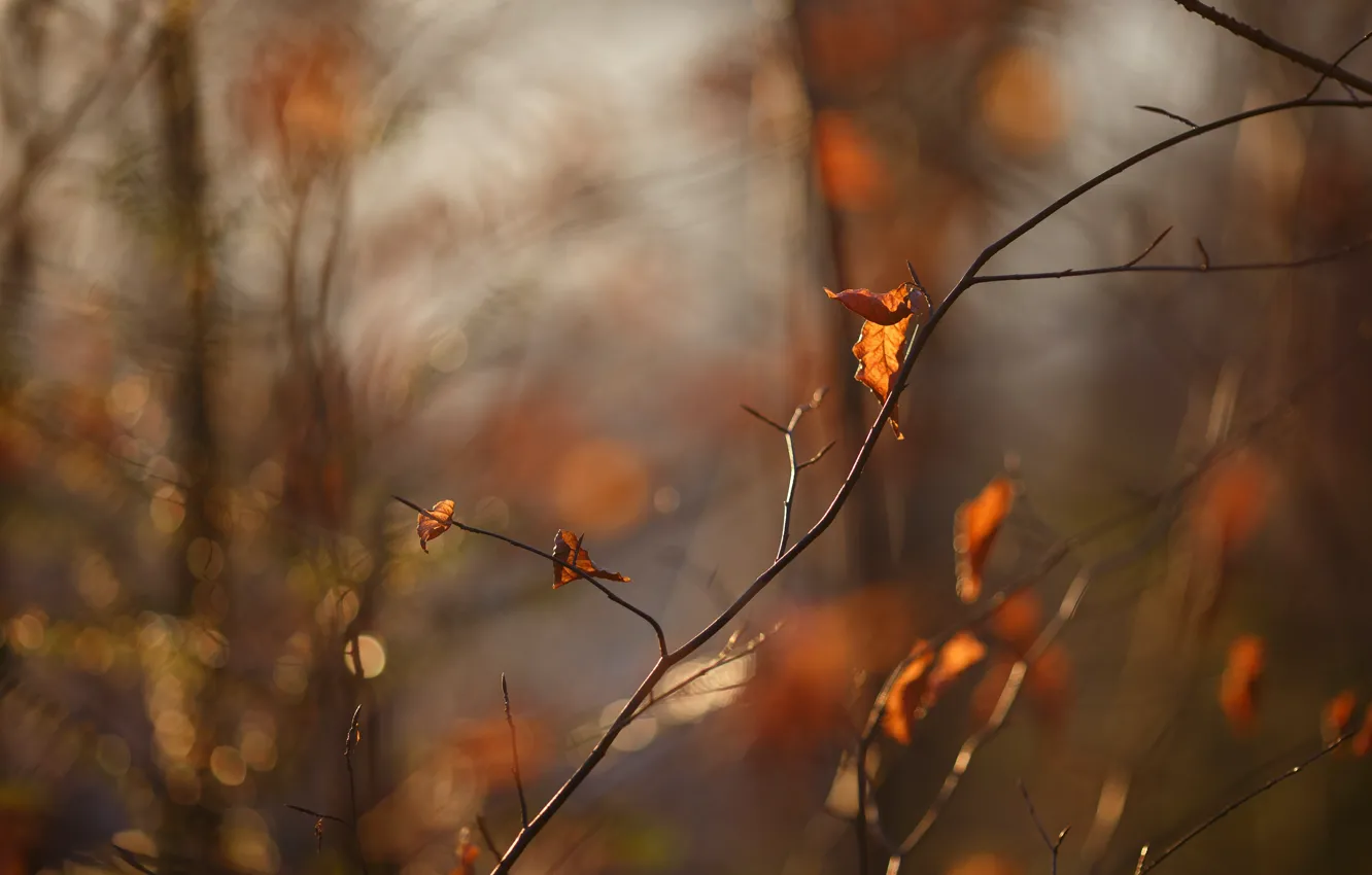 Photo wallpaper autumn, branches, autumn leaves