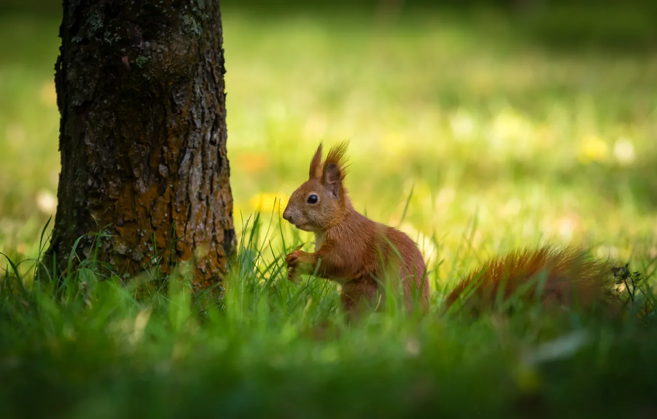 Photo wallpaper grass, nature, tree, animal, protein, trunk, animal, rodent