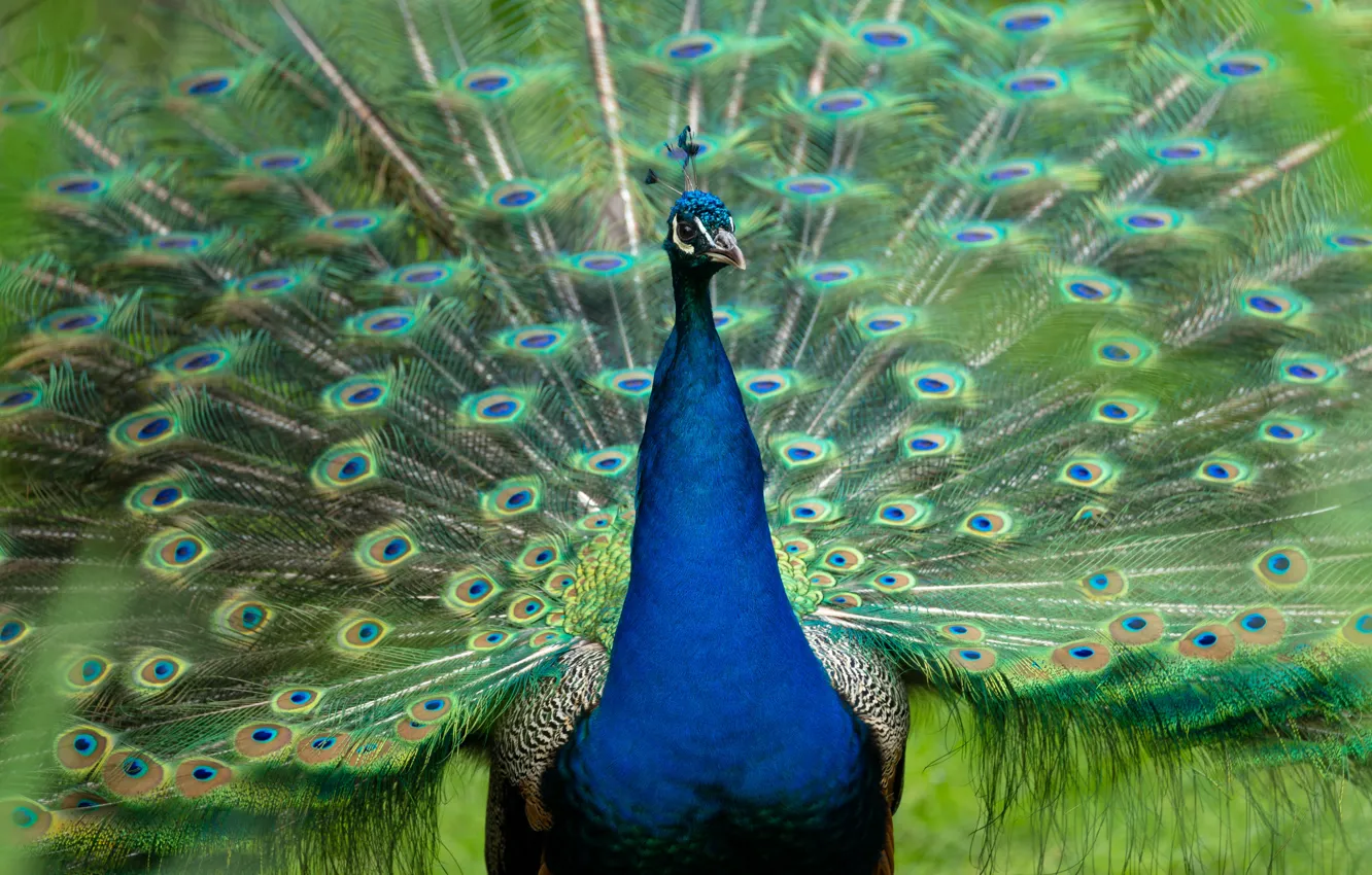 Photo wallpaper bird, tail, peacock, fan