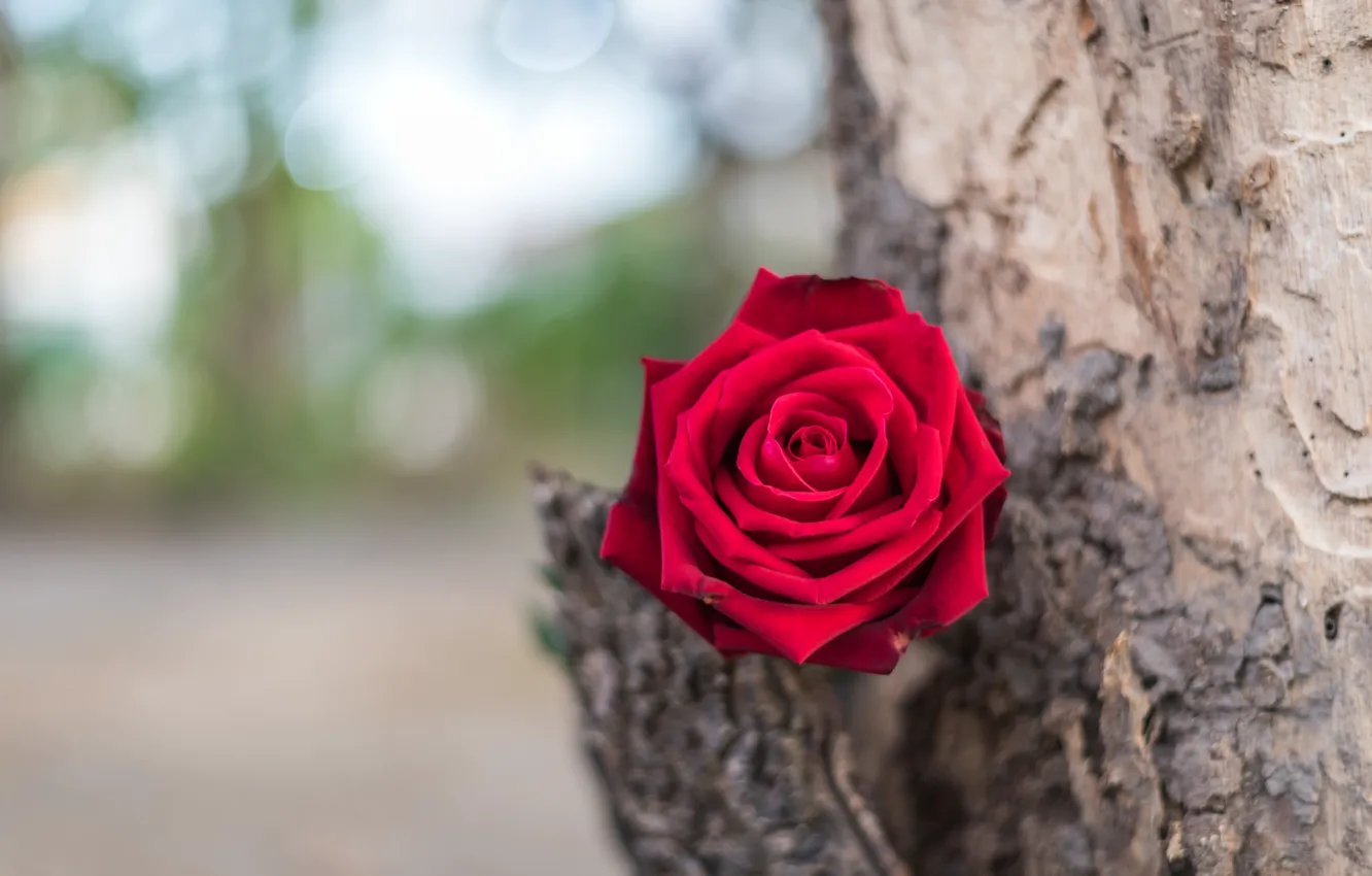 Photo wallpaper flower, tree, roses, Bud, red, rose, red rose, flower